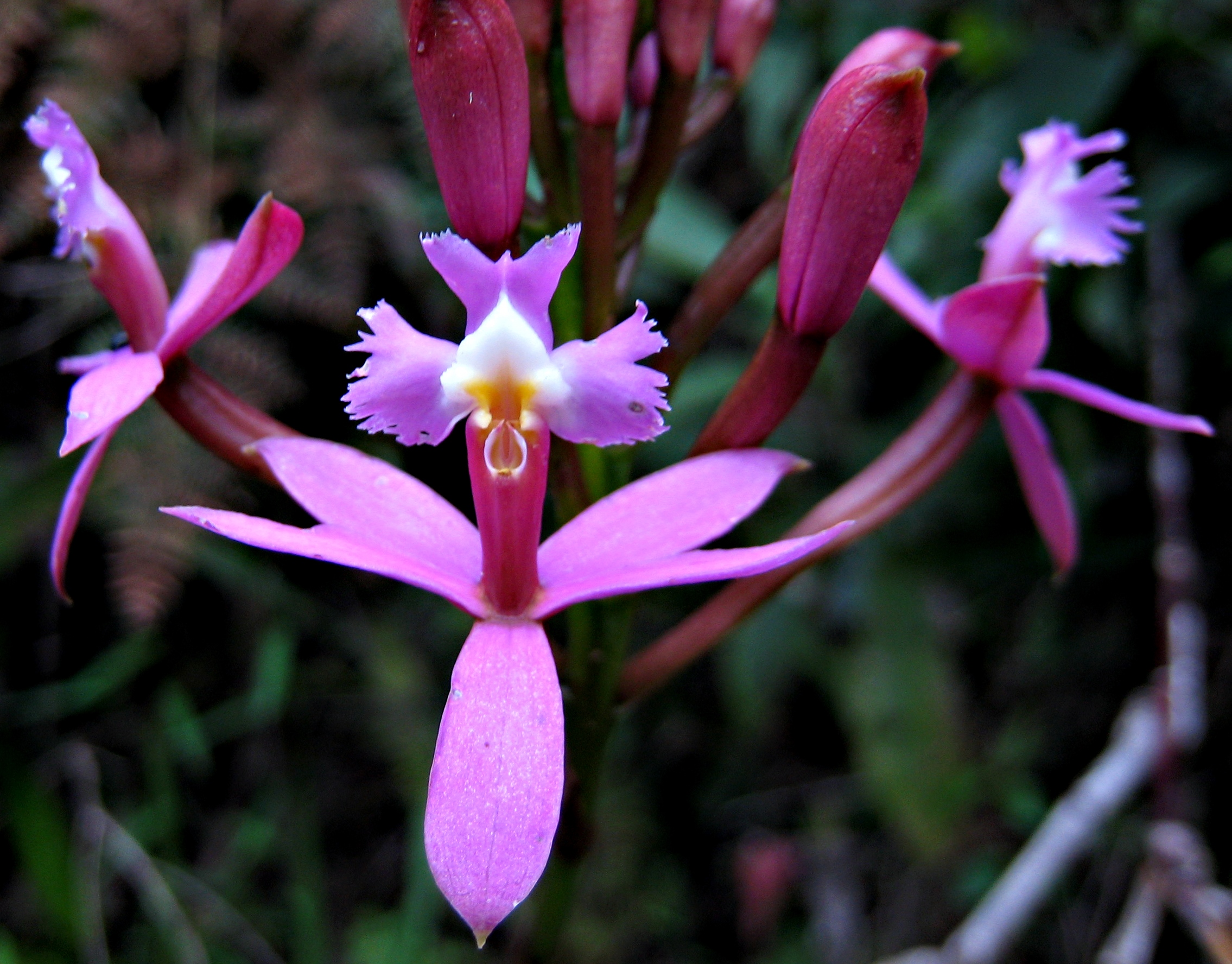 Epidendrum secundum