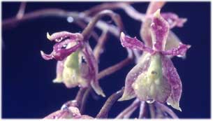 Epidendrum setiferum