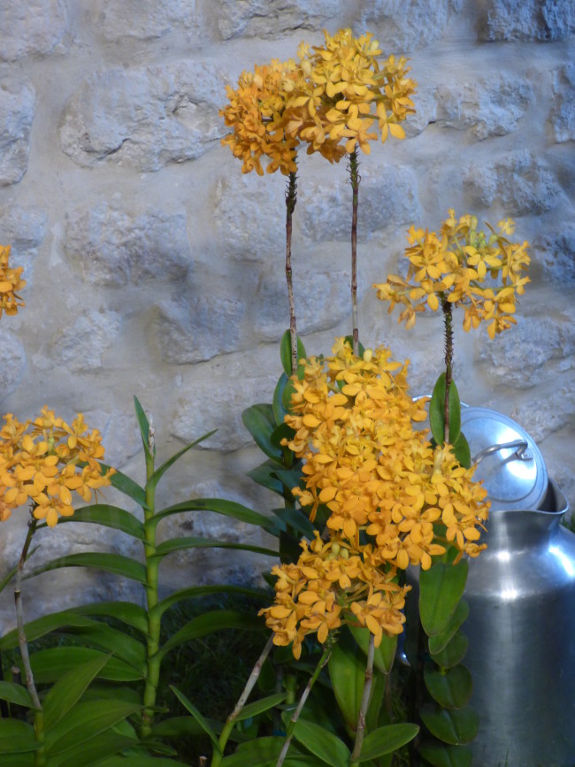 Epidendrum