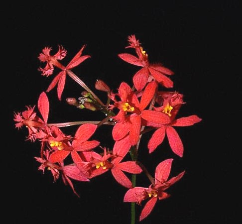 Epidendrum