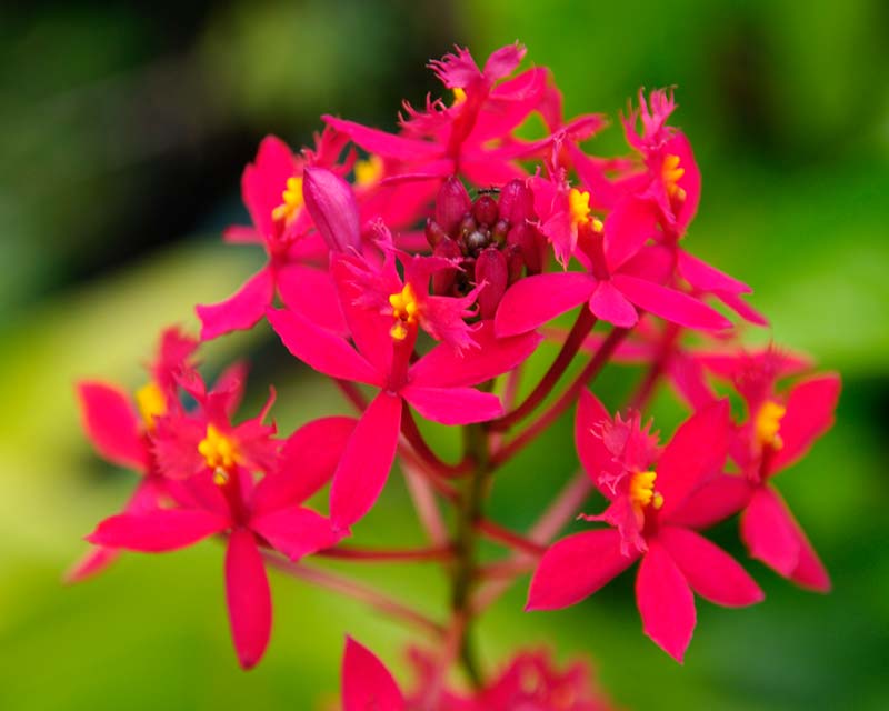 EpidendrumRed