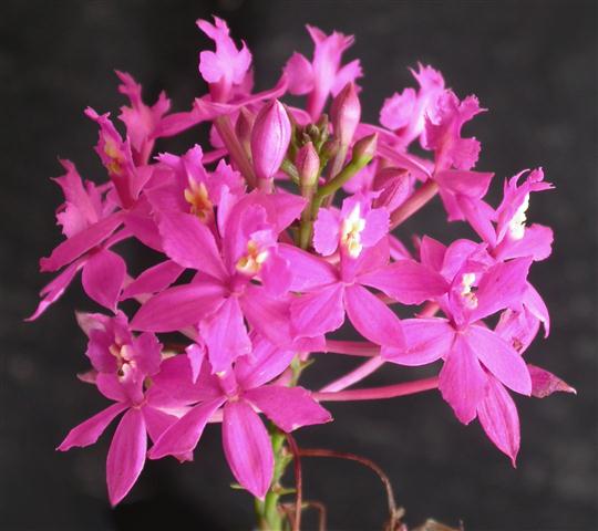 Epidendrum_denticulatum