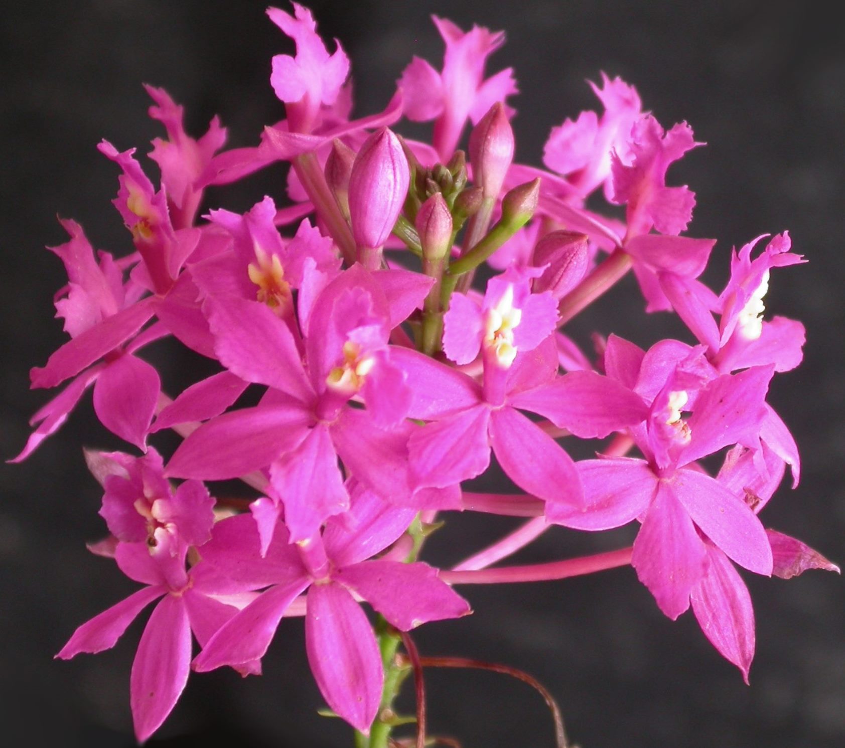 Epidendrum_denticulatum_