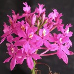Epidendrum_denticulatum_inflorescence.