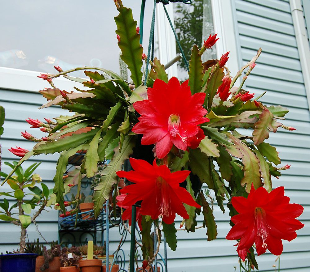 Epiphyllum Ackermannii