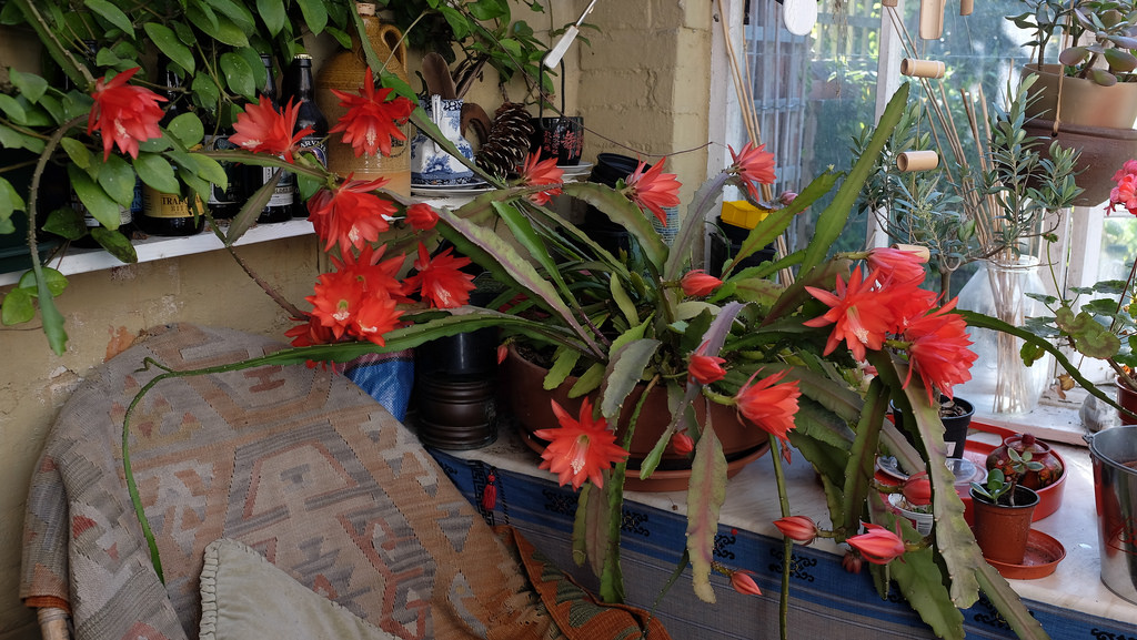 Epiphyllum Ackermannii1