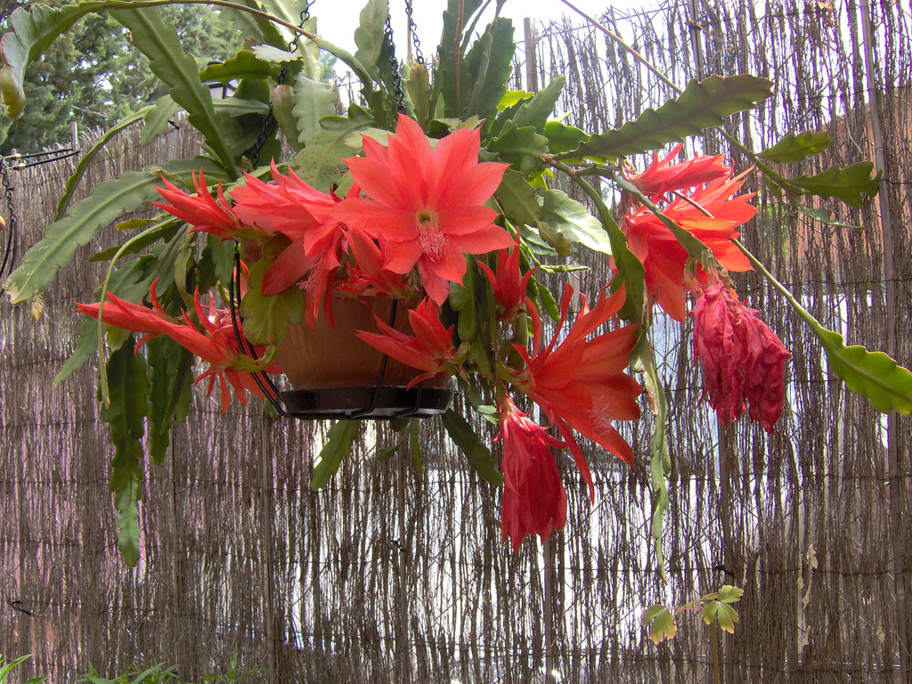 Epiphyllum Ackermannii2