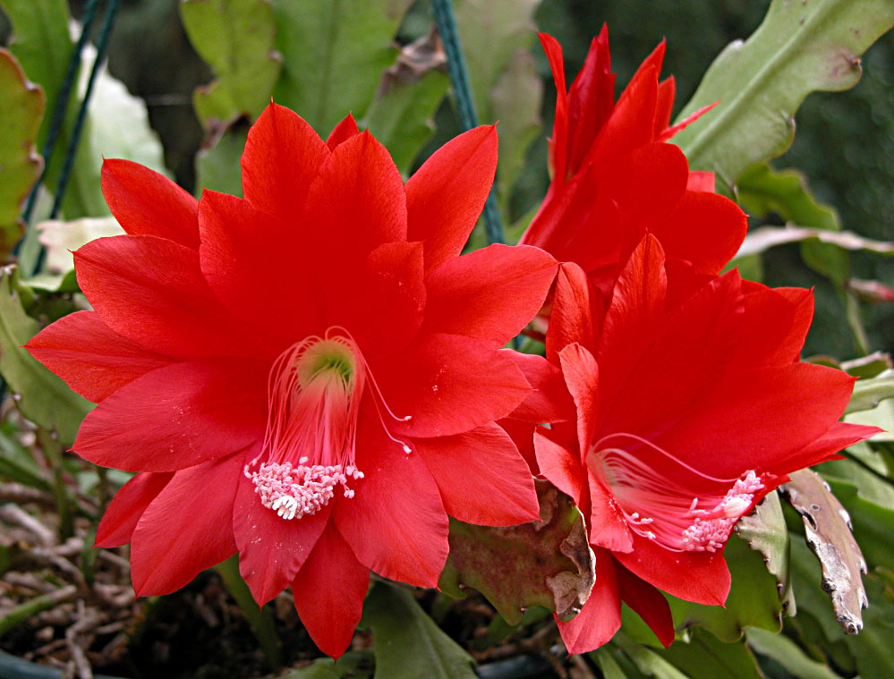 Epiphyllum Ackermannii22