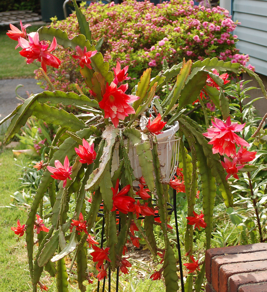 Epiphyllum Ackermannii6