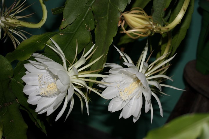 Epiphyllum Oxipetalum