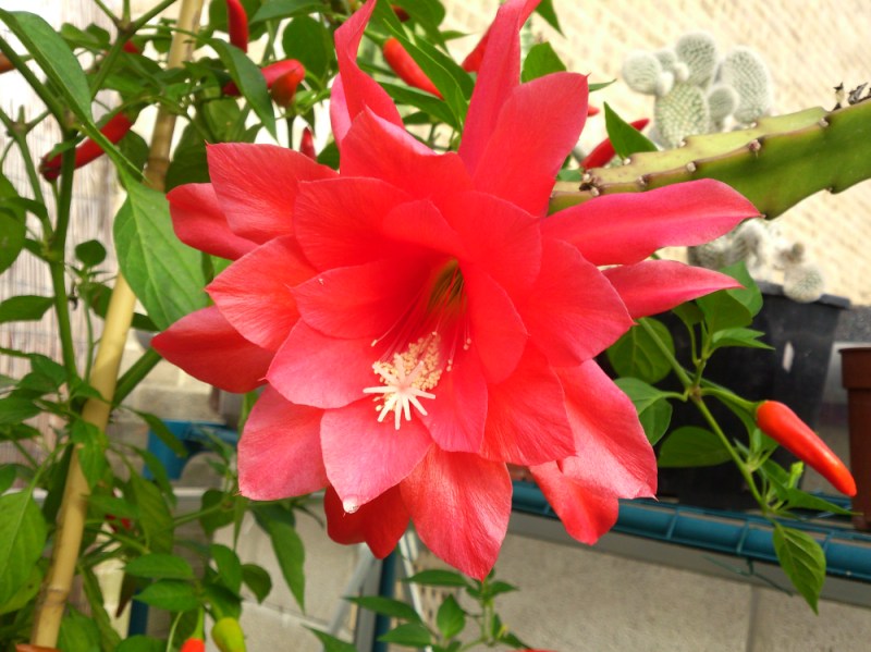 Epiphyllum-ackermannii1