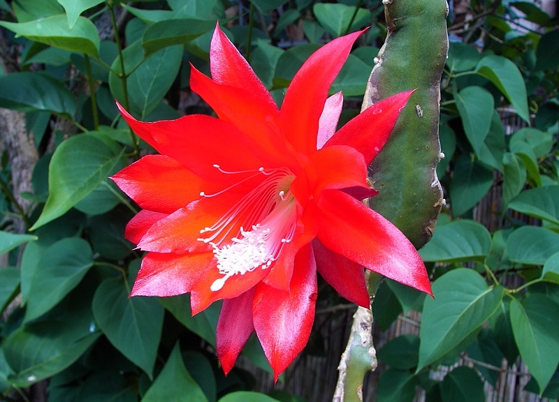 Epiphyllum ackermannii1