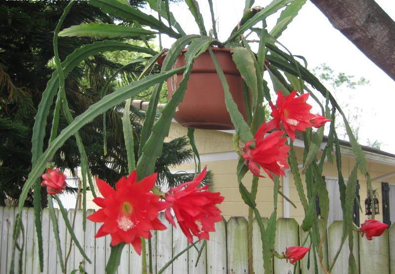 Epiphyllum ackermannii3