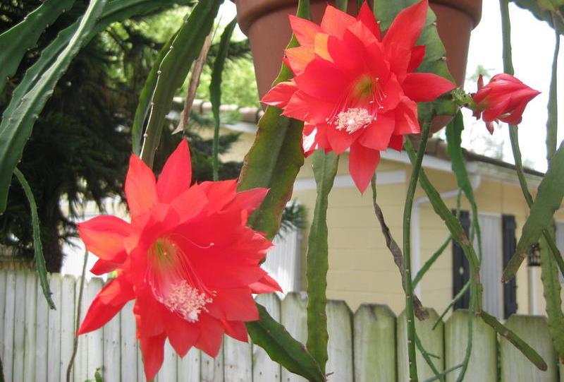 Epiphyllum ackermannii5