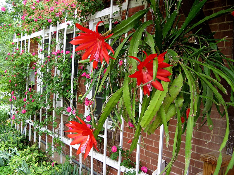 Epiphyllum ackermannii7