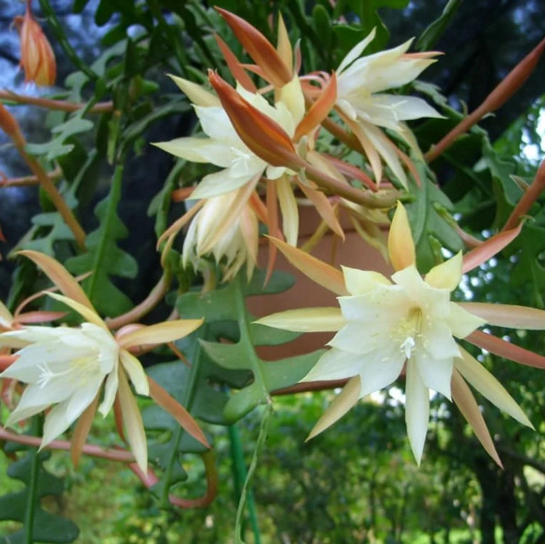Epiphyllum anguliger 55