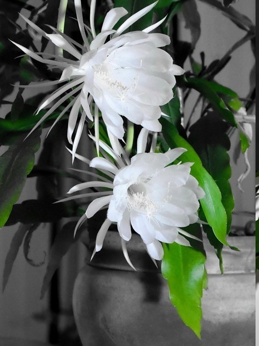 Epiphyllum oxyoetalum