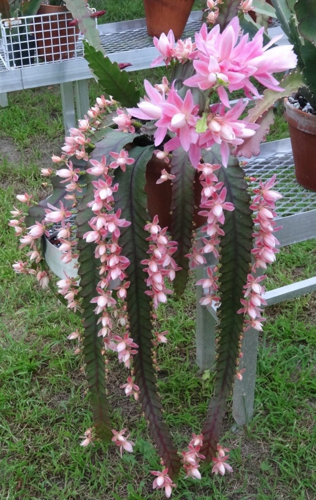 Epiphyllum