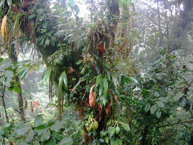 Epiphytes