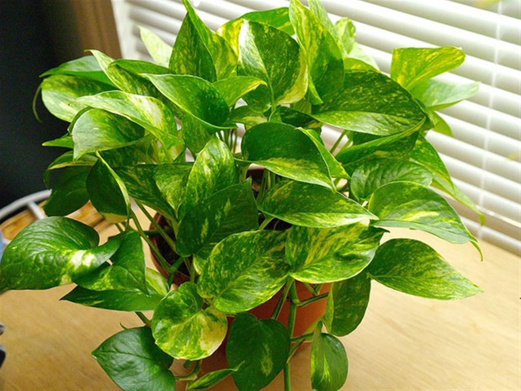 Epipremnum_aureum