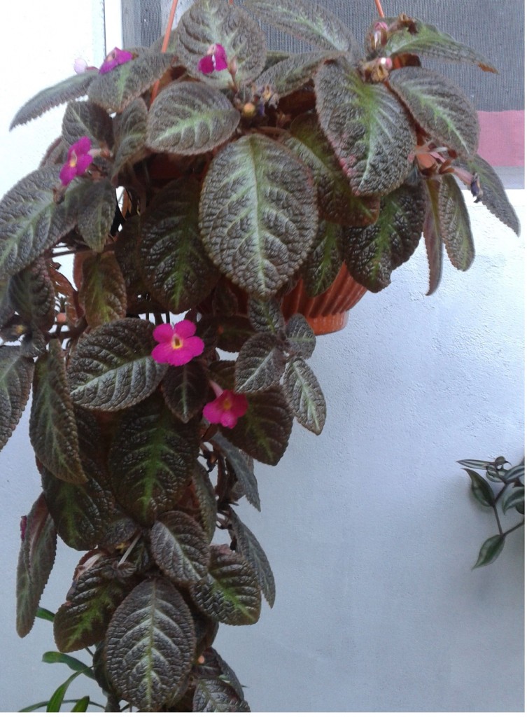 Episcia-cupreata1