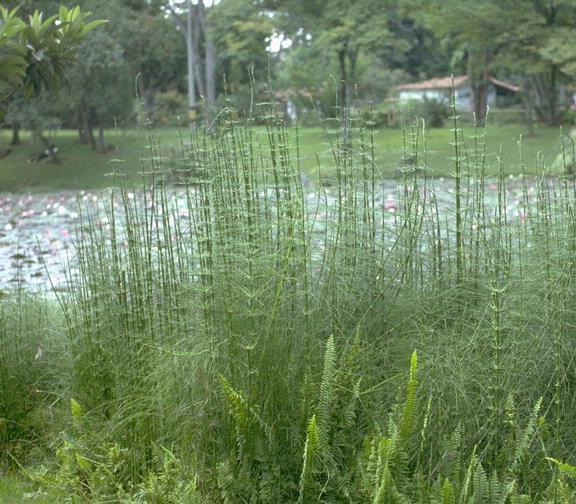 Equisetum spp.