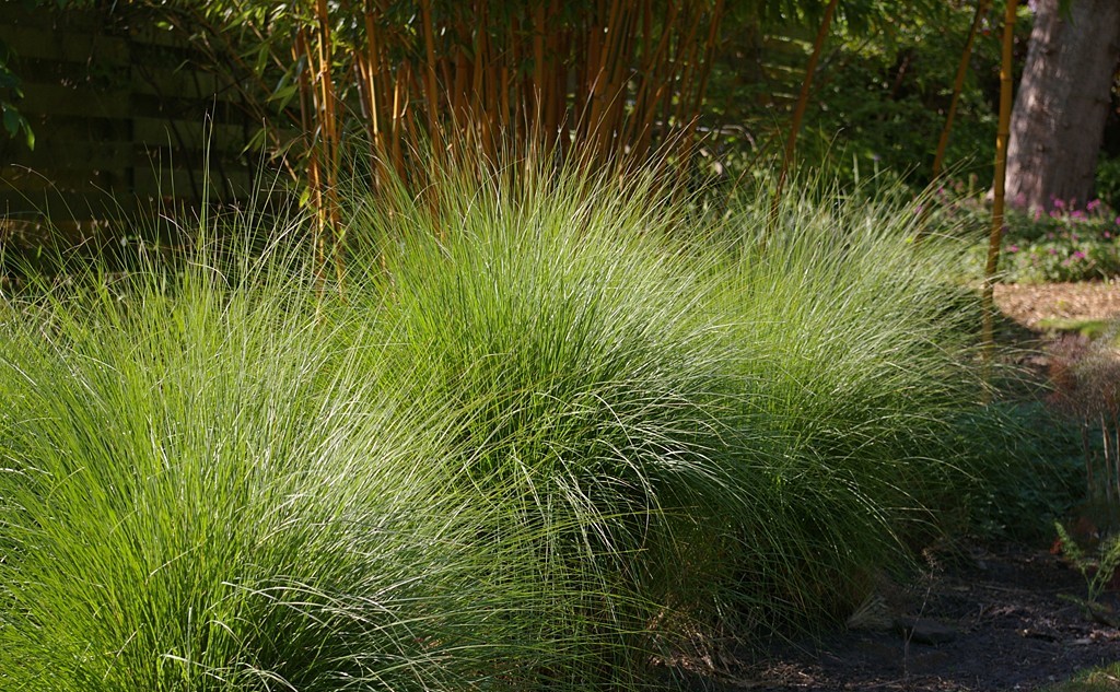 Eragrostis-curvula