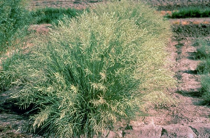 Eragrostis_curvula-2