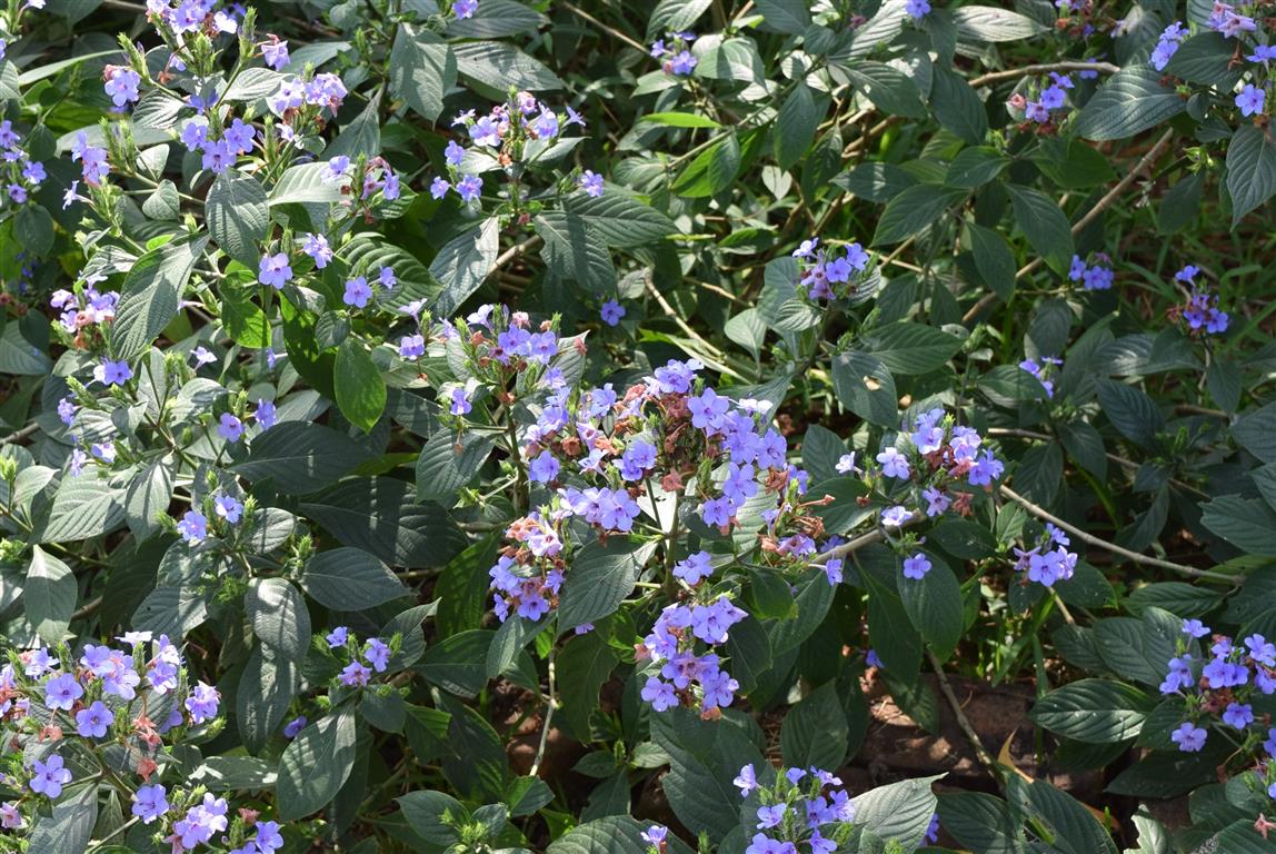 Eranthemum pulchellum-arbusto 