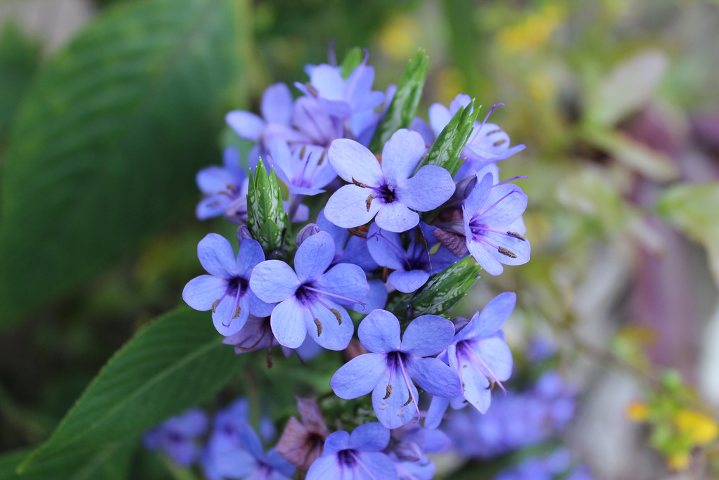 Eranthemum pulchellum