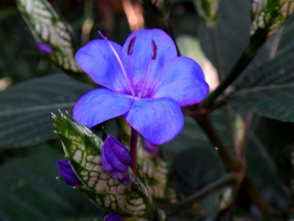 Eranthemum pulchellum_2