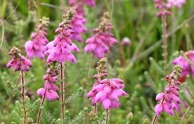 Erica ciliaris