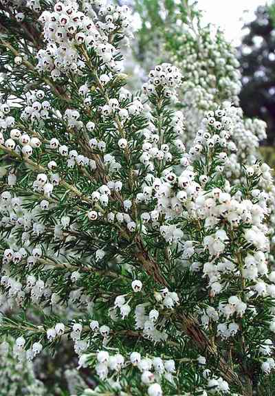 Erica_arborea