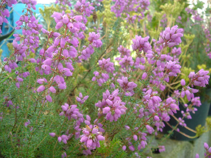 Erica_cinerea_(2)_1