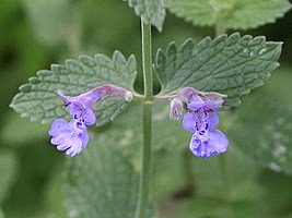 Erva-de-gato - Nepeta sp