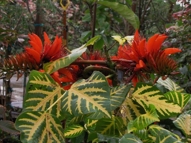 Erythrina Variegata