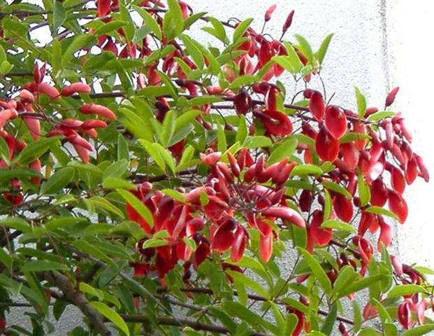 Erythrina crista-galli