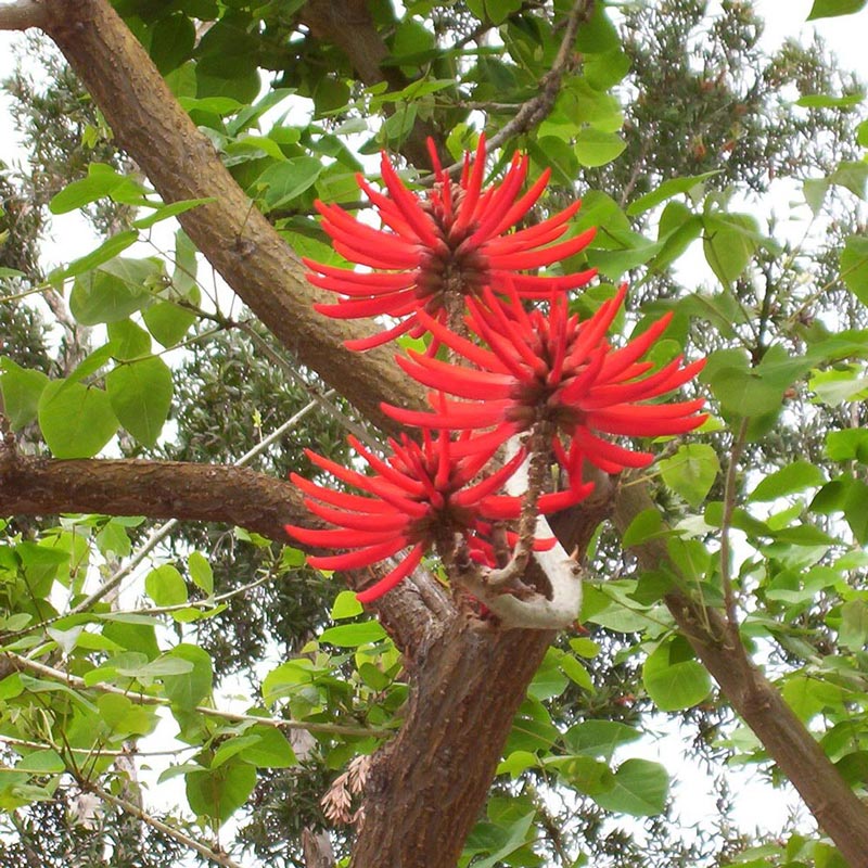 Erythrina mulungu