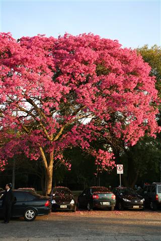 Erythrina speciosa