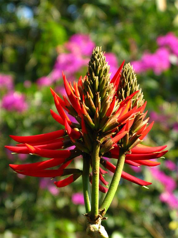 Erythrina_speciosa 