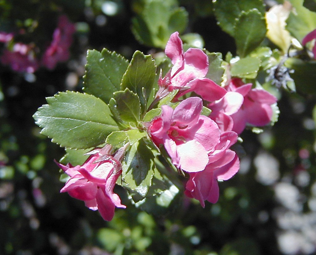 Escallonia_macrantha