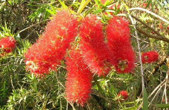 Escova de Garrafa Anã - Callistemon viminalis Var