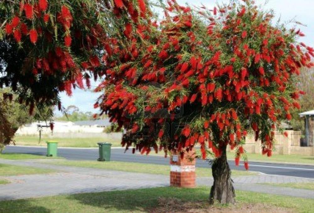 Escova de Garrafa (Callistemon viminalis)