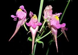 Esporas-bravas – (Linaria triornithophora(L.) Willd.)