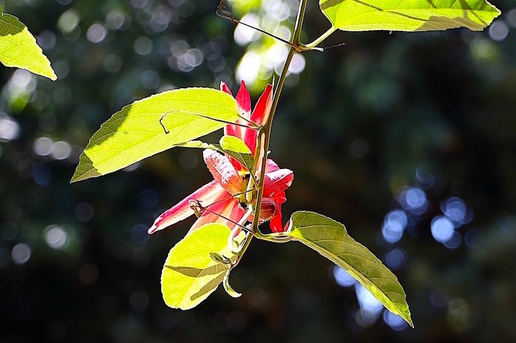 Estrela-do-cerrado-2