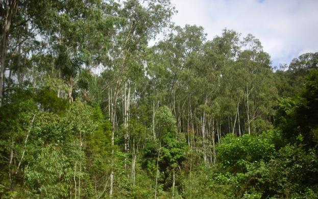 Eucalipto Citriodora (Eucalyptus citriodora)