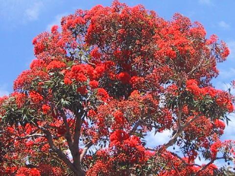 Eucalipto Vermelho