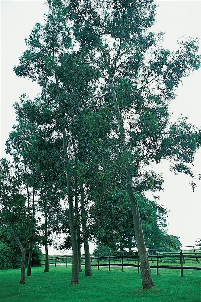 Eucaliptus spp