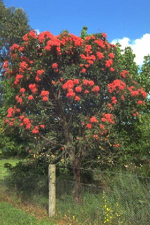 Eucalyptus ptychocarpa