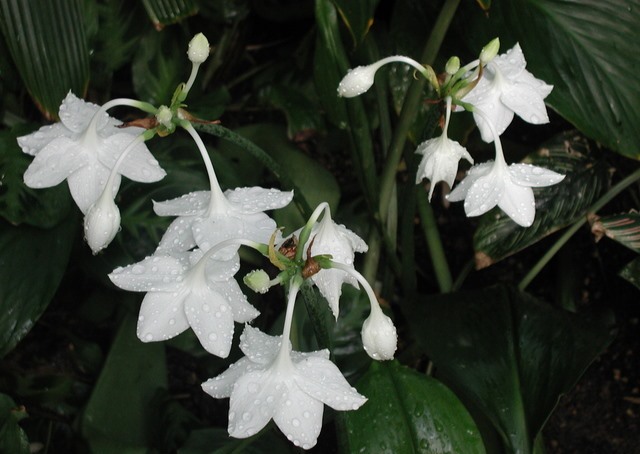 Eucharis Grandiflora